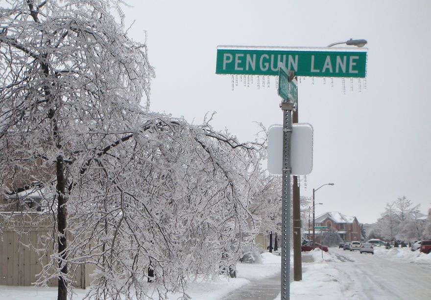 Penguin Lane