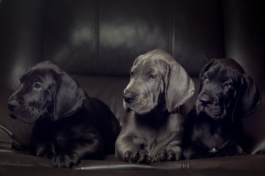 What Happens When Three Adorable Great Dane Puppies Pose