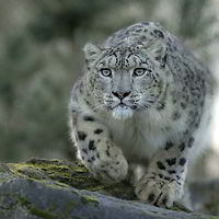 snowleopardn't