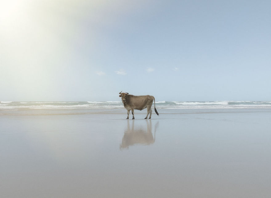 Cows Hit The Beach For Sun, Fun And Surf