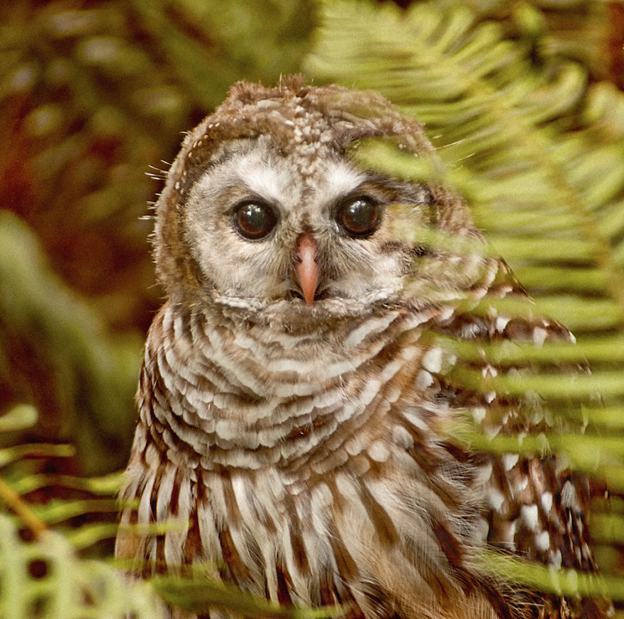 The Seer - Barred Owl, Suquamish, Wa