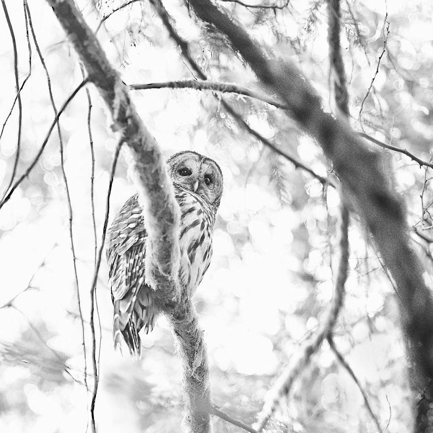 The Watcher - Barred Owl, Suquamish, Wa