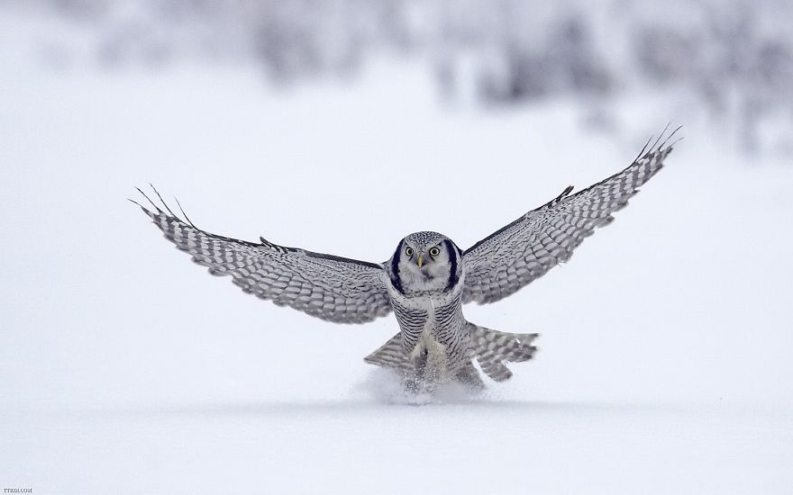 Majestic Owl Sweeping Down Towards The Freshly Fallen White Snow