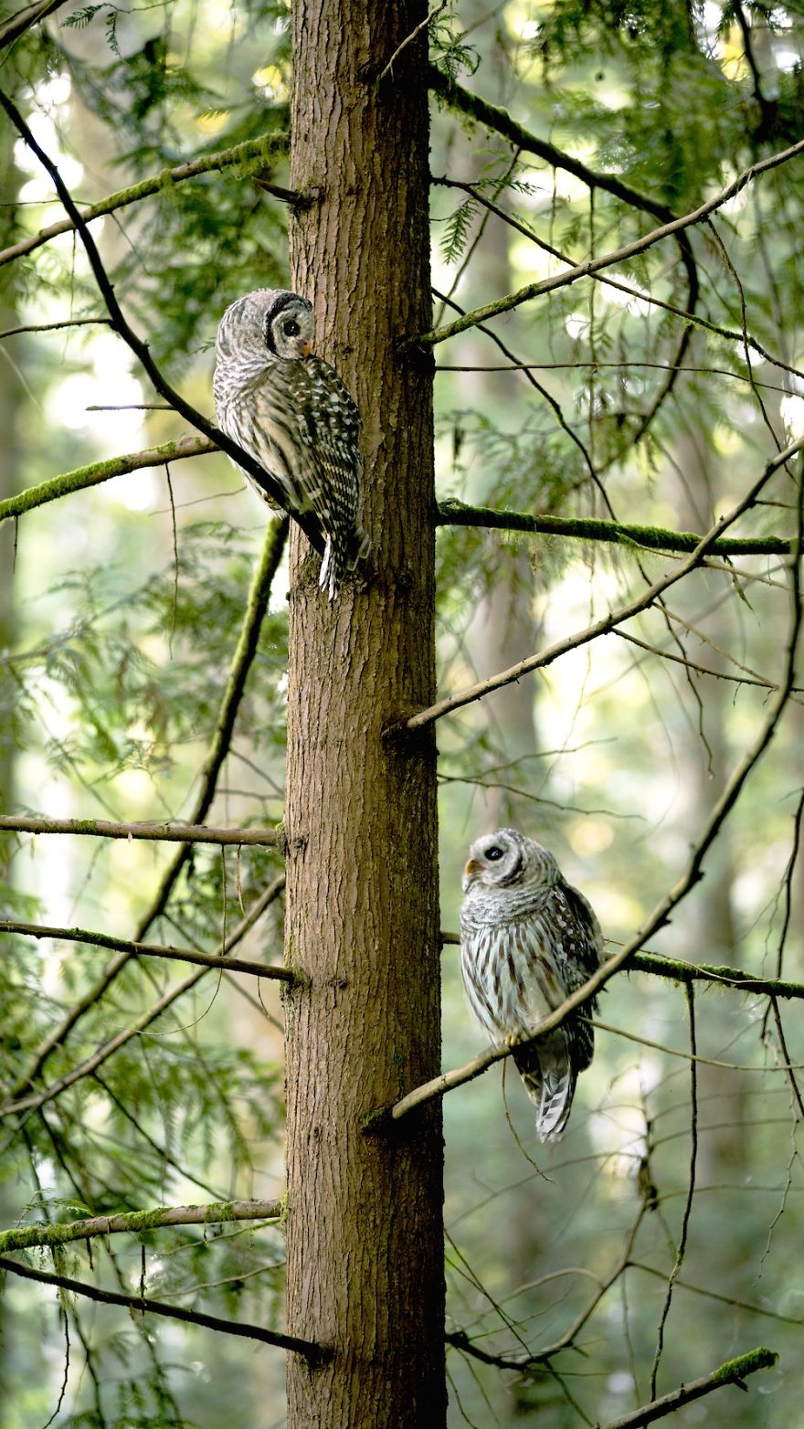 Watching In Harmony - Barred Owls, Wa State