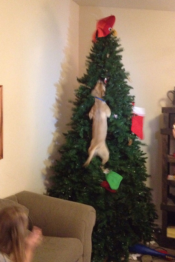 Dog Jumped In Christmas Tree After Cat