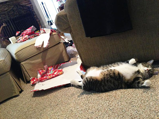 My Cat Ripped Open All The Presents Christmas Morning