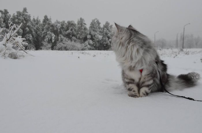 Zara's First Snow (norwegian Forest Cat)