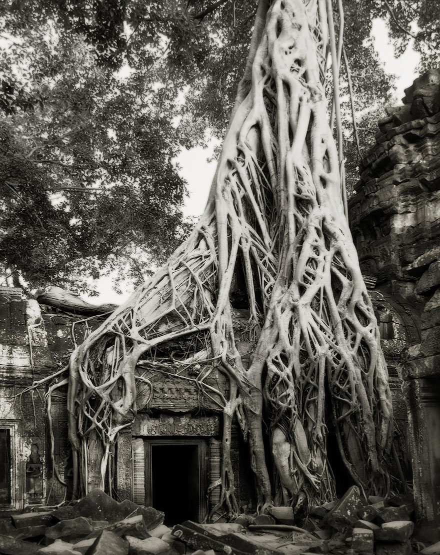 Ancient Trees: Woman Spends 14 Years Photographing World’s Oldest Trees