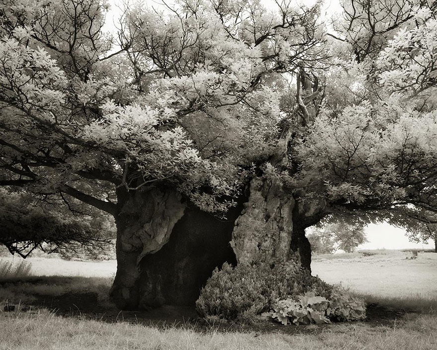 Ancient Trees: Woman Spends 14 Years Photographing World’s Oldest Trees