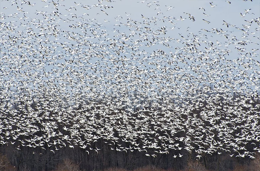The Great Snow Geese In Canada