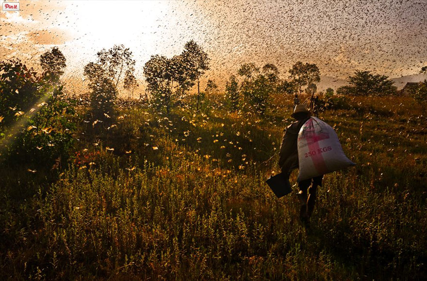 Locusts In Madagascar