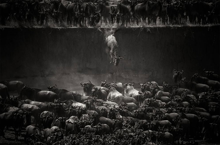 The Great Migration Of The Wildebeest Over The Mara River In Northern Serengeti