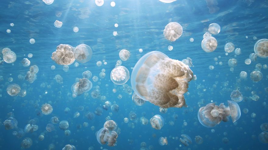 Golden Jellyfish In Palau