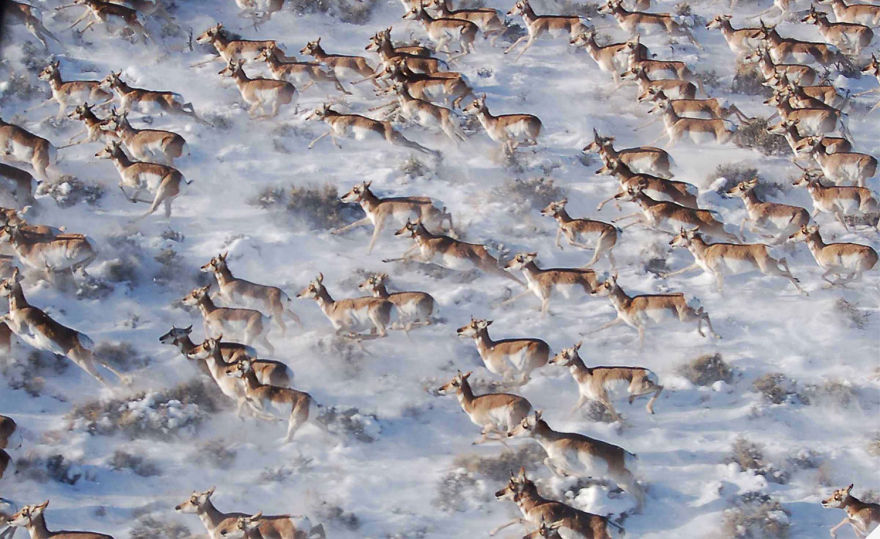 Pronghorns in Canada