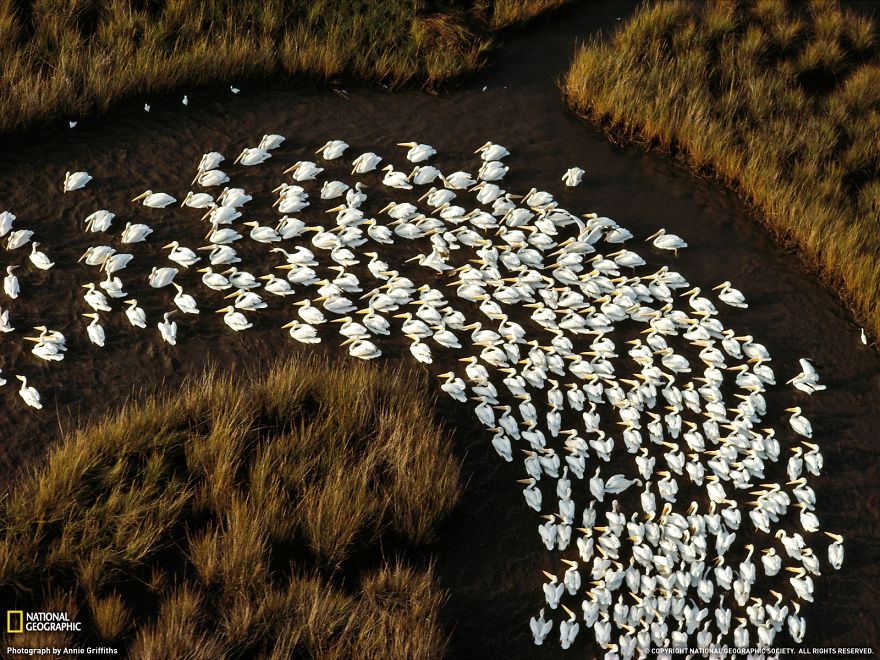 White Pelicans In Mississippi