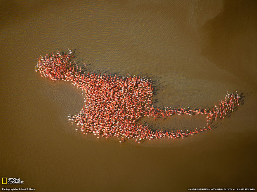 Greater Flamingoes In Yucatán Peninsula 
