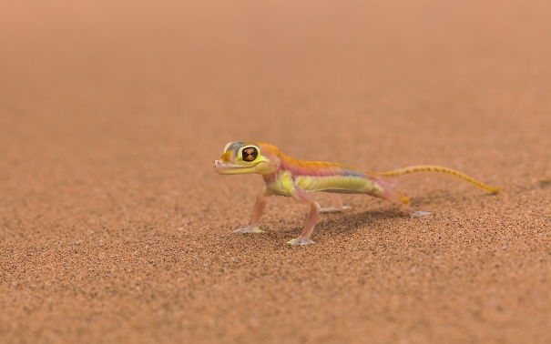 Little Colorful Lizard