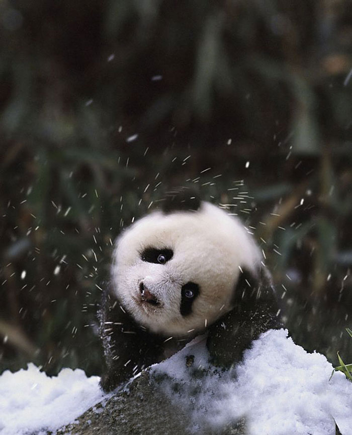 Baby Panda Bear In The Snow