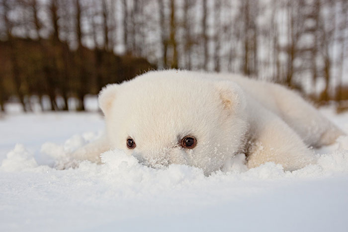 This Baby Polar Bear Saw Snow For The First Time