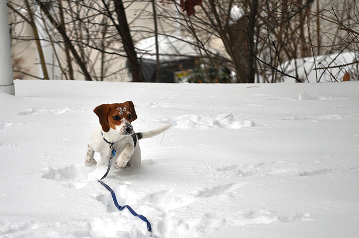 Beagle's First Snow