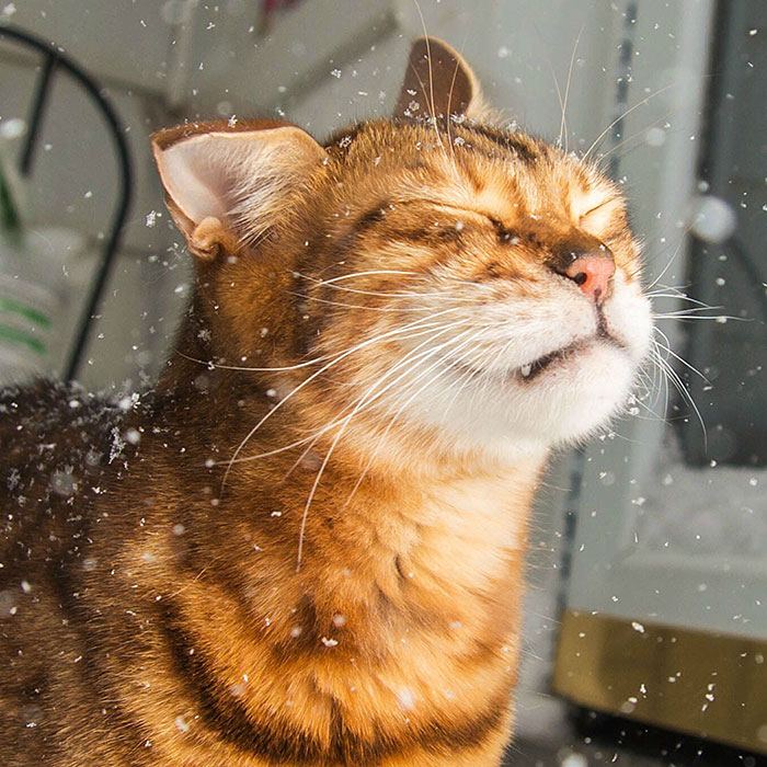 Bengal Cat Grendal Discovers Snow For The First Time