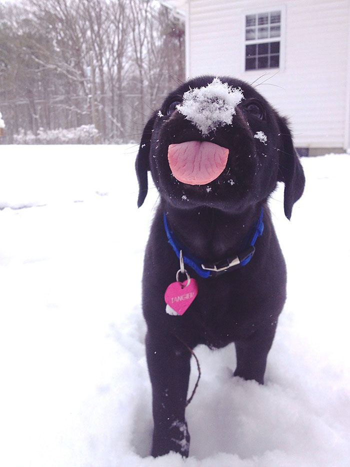 25+ Times Animals Experienced Snow For The First Time, And Their Faces Say It All