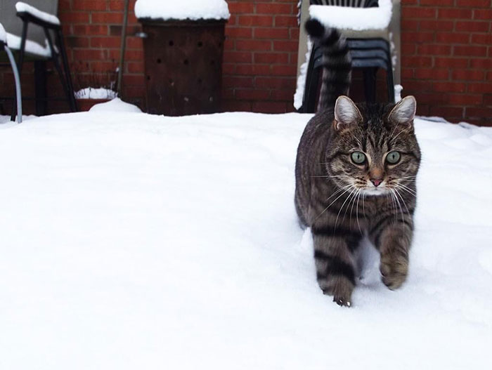 Cat's First Winter Out In The Snow