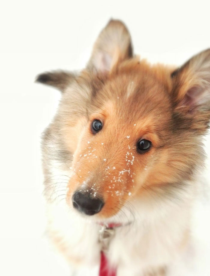Collie Puppy Lars Experiencing Snow For The Very First Time