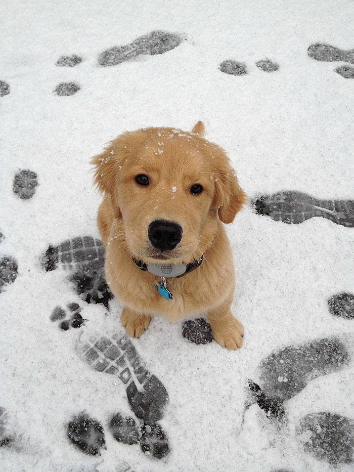 Hobbe's First Snow