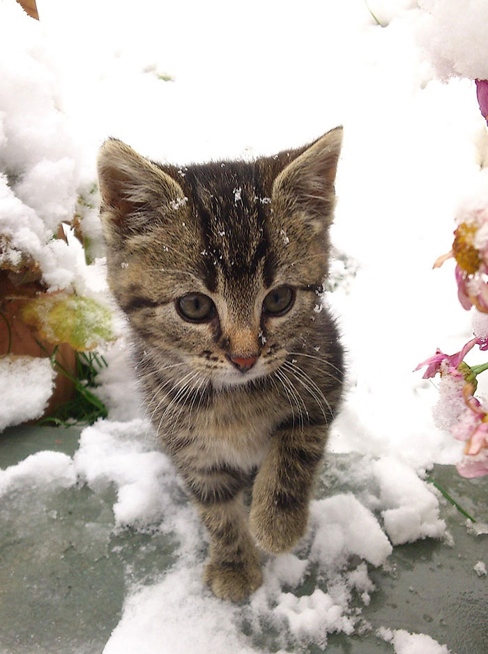 The Kitty's Very First Snow