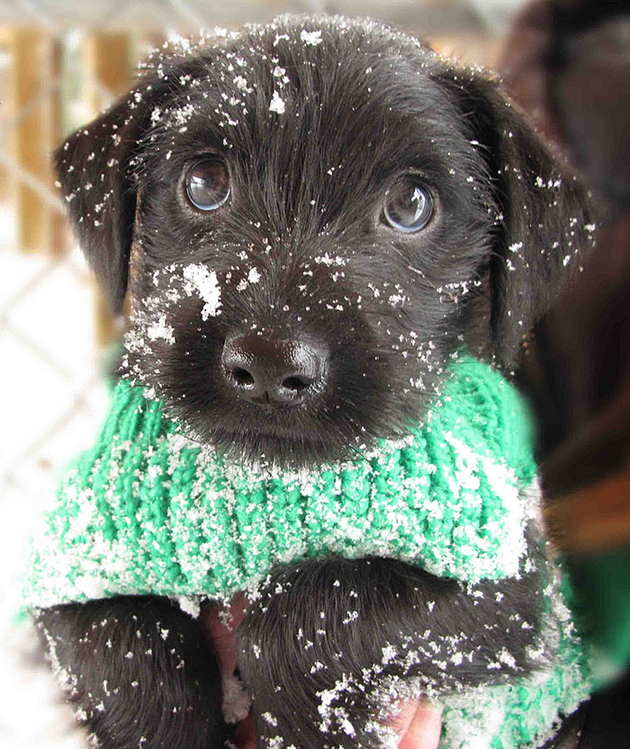 Puppy Discovers Snow For The First Time