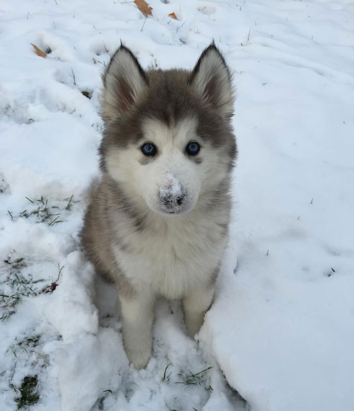 My Sister And Her Husband Recently Adopted, This Is His First Snow