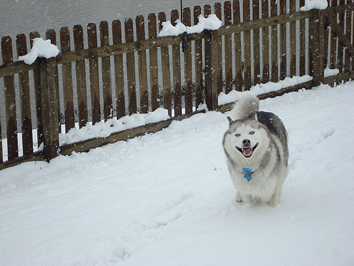 8-Year-Old Siberian Husky Sees Snow For The First Time