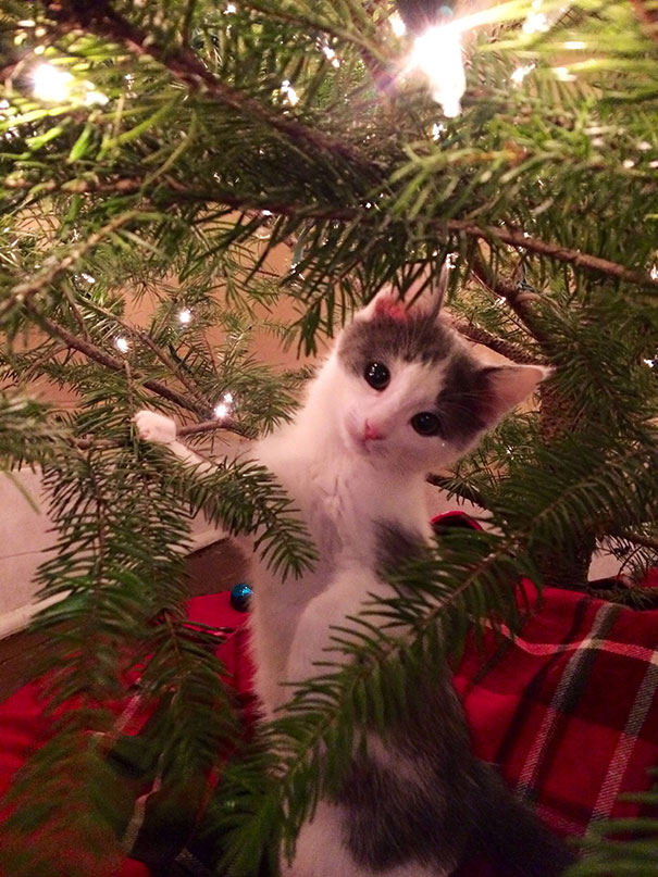 Not Sure About This Whole Tree Thing