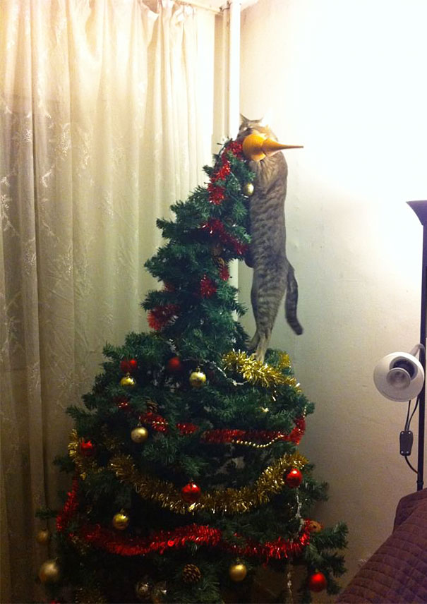 So This Cat Helped With The Christmas Decorations...