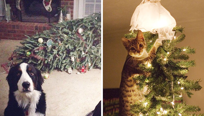50 Dogs And Cats That Destroyed Christmas
