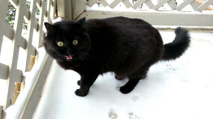 Cat Sees Snow For The First Time