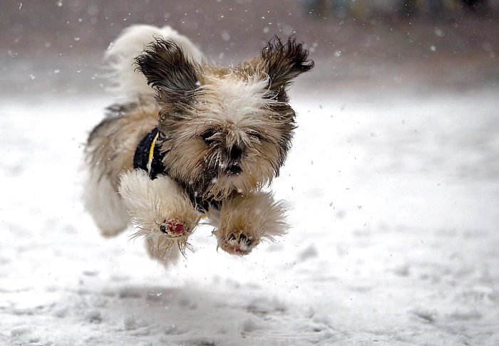 Guido The Blind Puppy Runs In Snow For The First Time