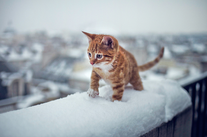 Kitty Experiences Snow