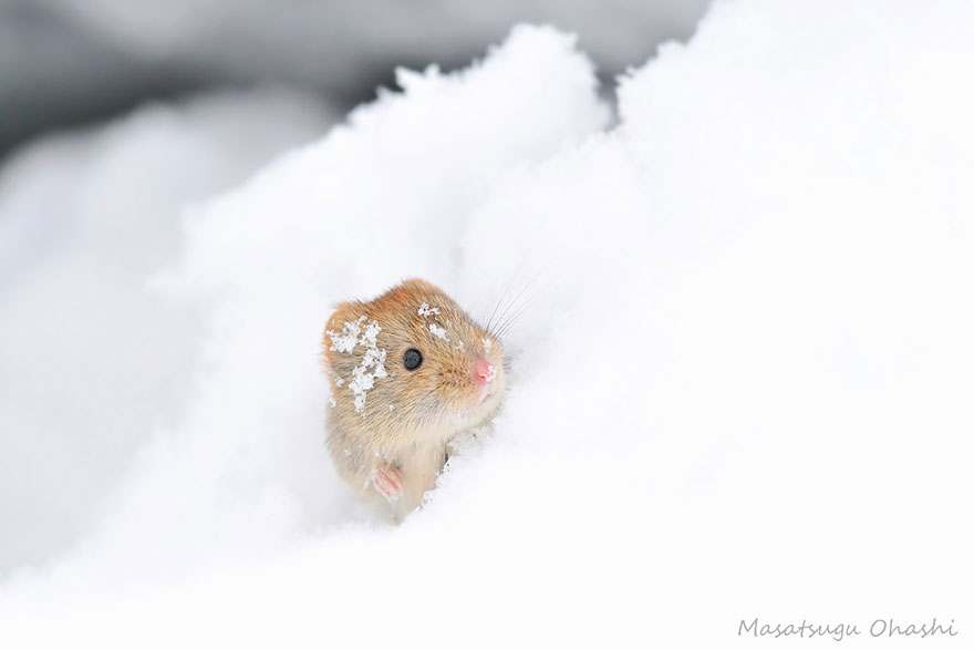 Japanese Red Backed Vole