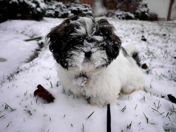 Puppy's First Snow