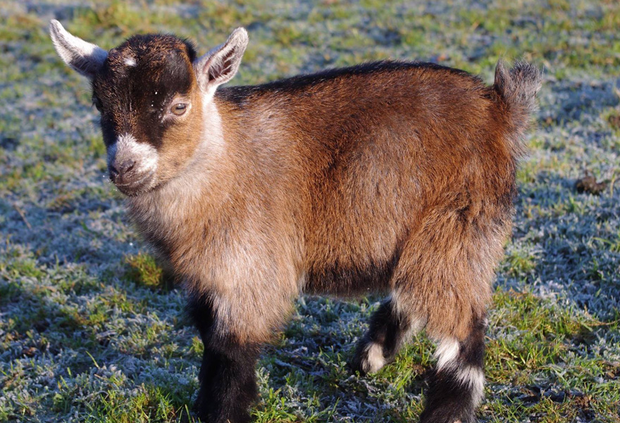 benjamin-orphaned-goat-follows-man-friend-12