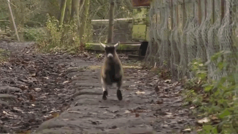 Baby Goat Rejected By His Mom Becomes Best Friends With A Human