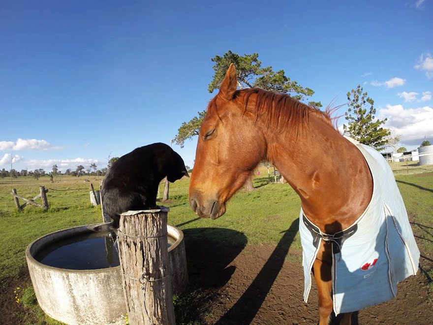 cat-morris-horse-champy-animal-friendship-2