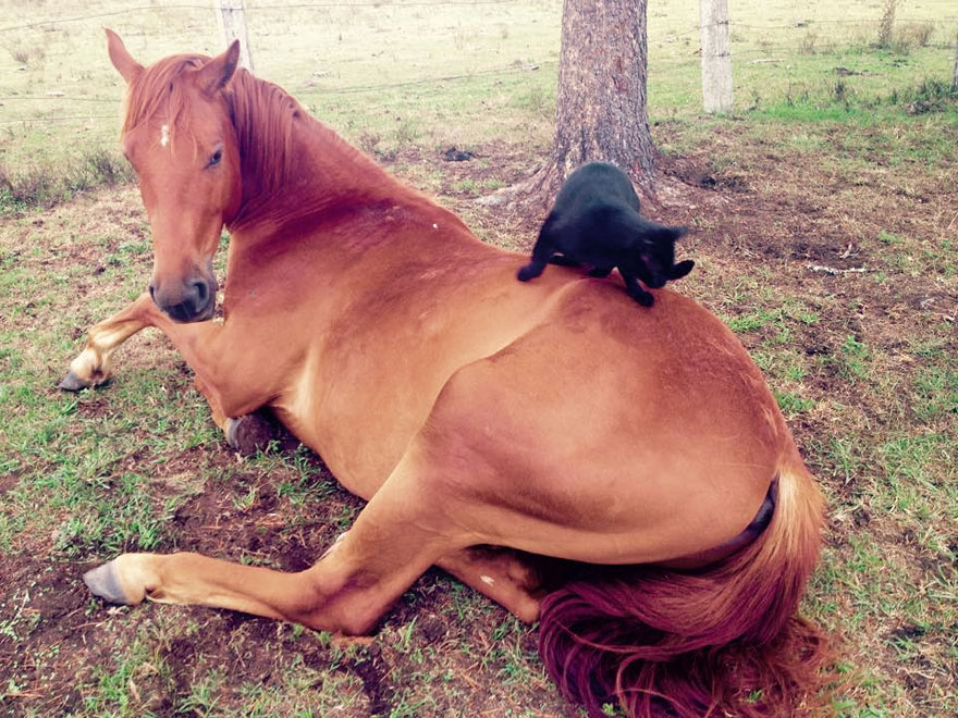 cat-morris-horse-champy-animal-friendship-3