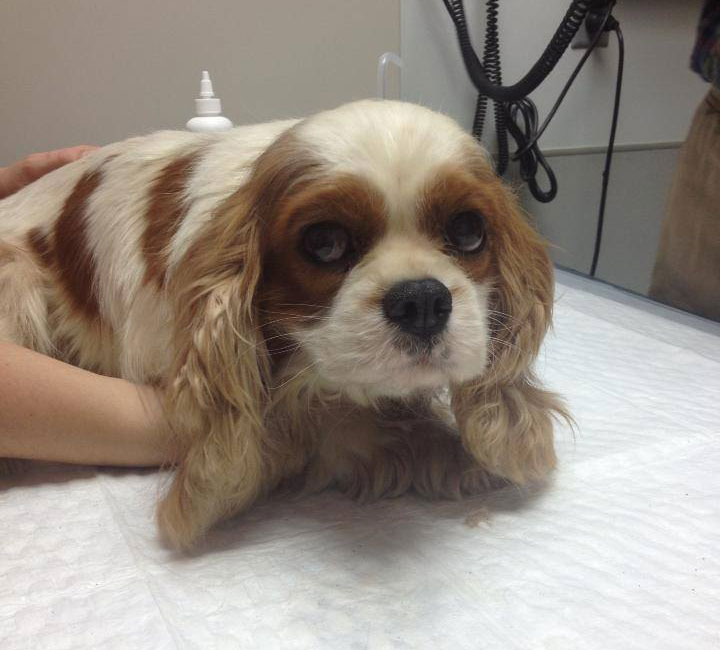 cavalier-king-charles-cocker-spaniel-rescue-puppy-mill-auction-10