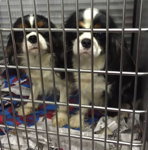 cavalier-king-charles-cocker-spaniel-rescue-puppy-mill-auction-16