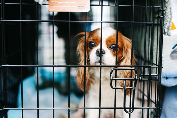 cavalier-king-charles-cocker-spaniel-rescue-puppy-mill-auction-18