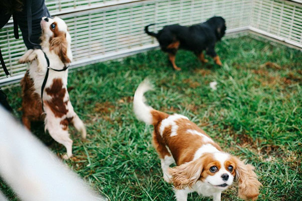 cavalier-king-charles-cocker-spaniel-rescue-puppy-mill-auction-2