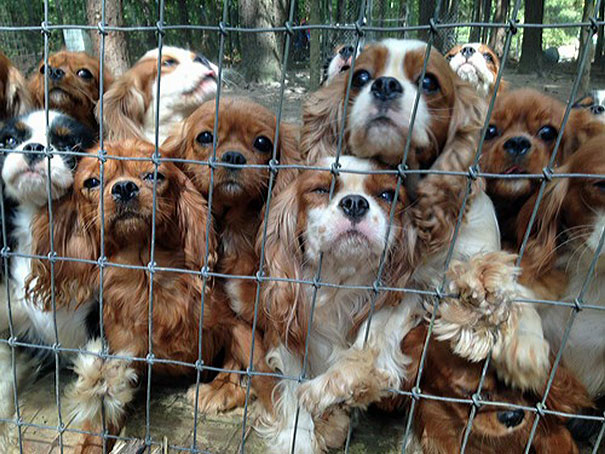 cavalier-king-charles-cocker-spaniel-rescue-puppy-mill-auction-21